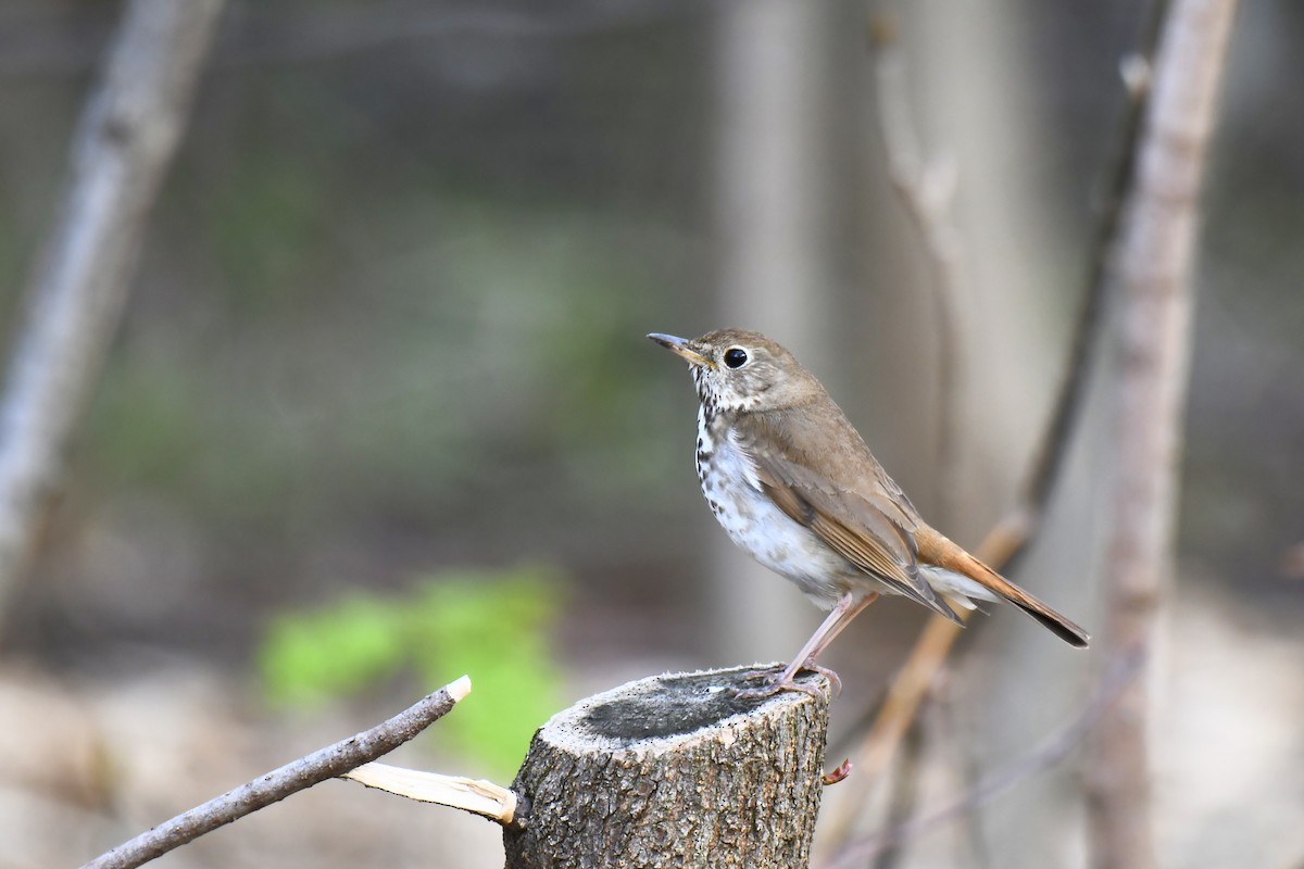 Hermit Thrush - ML657088664