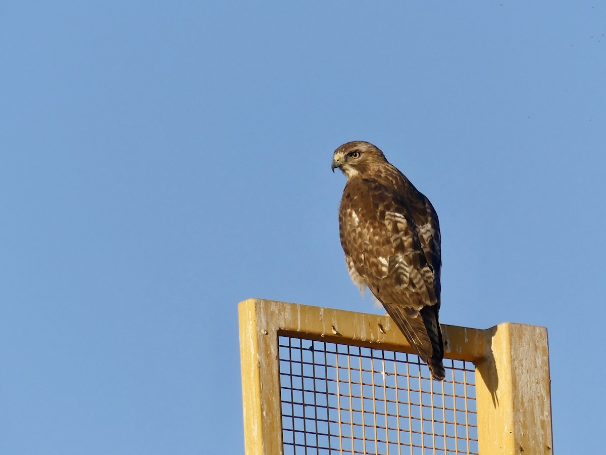 Red-tailed Hawk - ML657088666