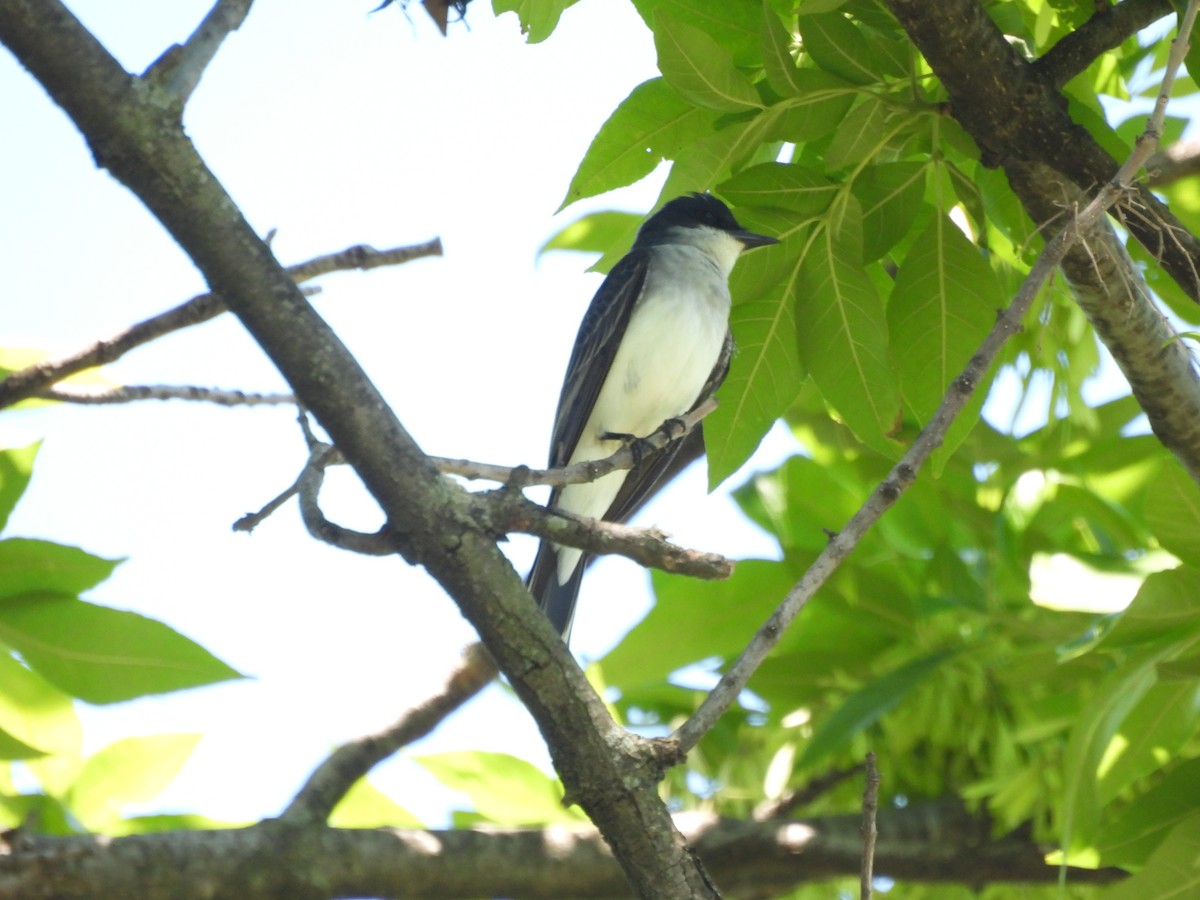 Eastern Kingbird - ML657088668