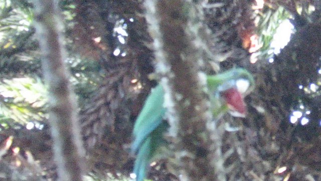 Blue-bellied Parrot - ML657088786