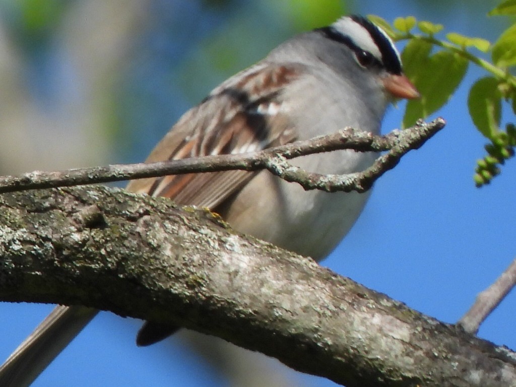White-crowned Sparrow - ML657089630
