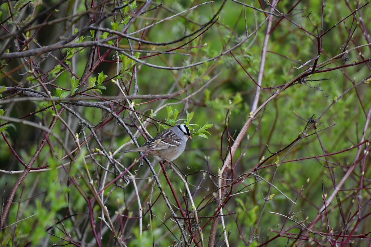 White-crowned Sparrow - ML657089667