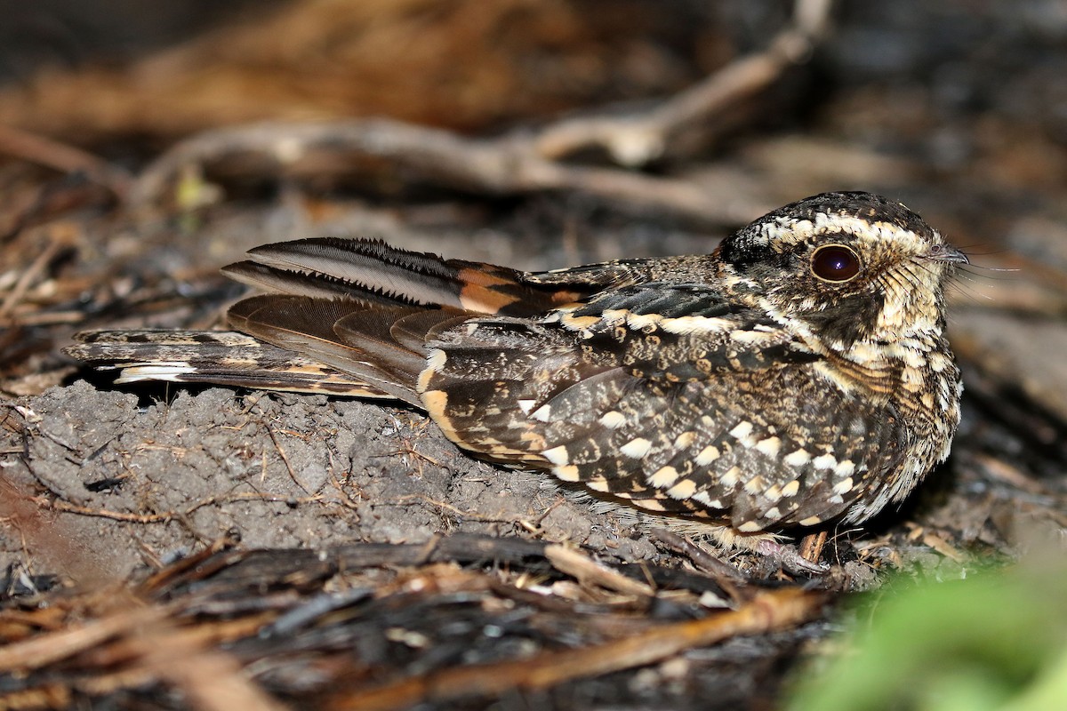 Spot-tailed Nightjar - ML657089829