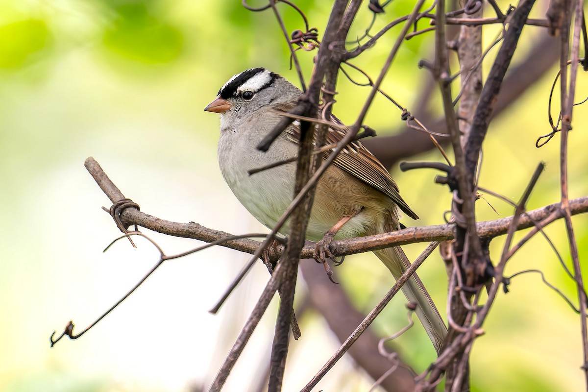White-crowned Sparrow - ML657089960