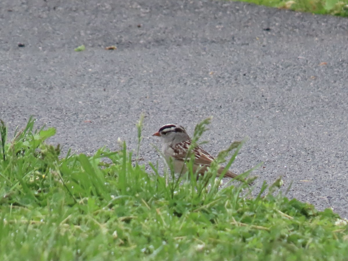 White-crowned Sparrow - ML657090069