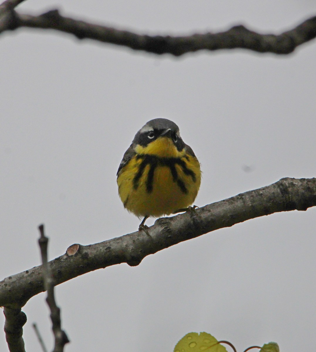 Magnolia Warbler - ML657090693