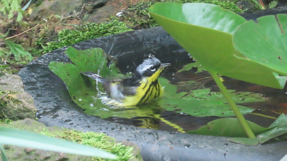 Magnolia Warbler - ML657090753