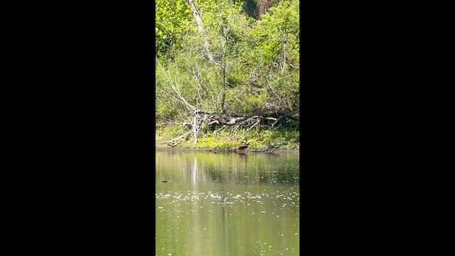 アメリカオシ - ML657092176