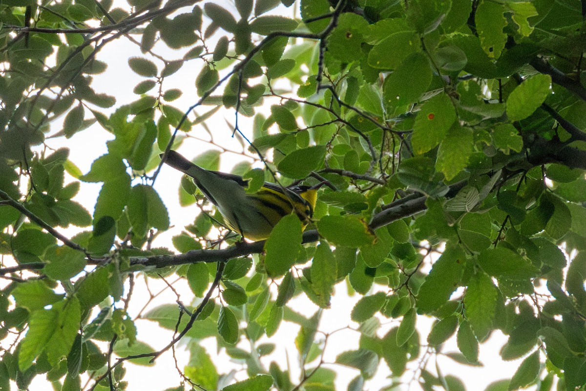 Magnolia Warbler - ML657092213