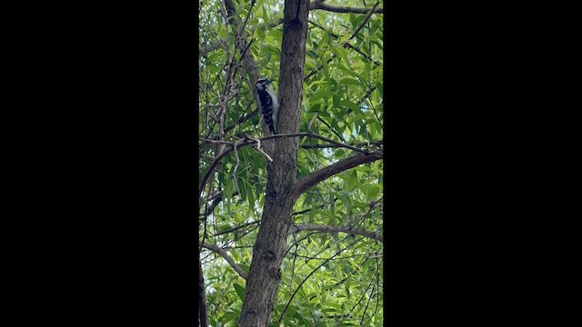 strakapoud americký [skupina villosus] - ML657092495