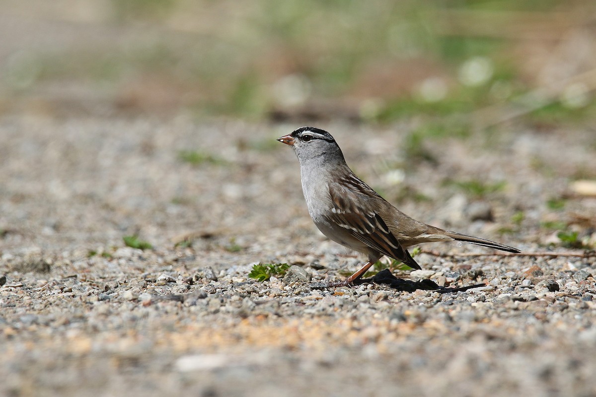 White-crowned Sparrow - ML657092648