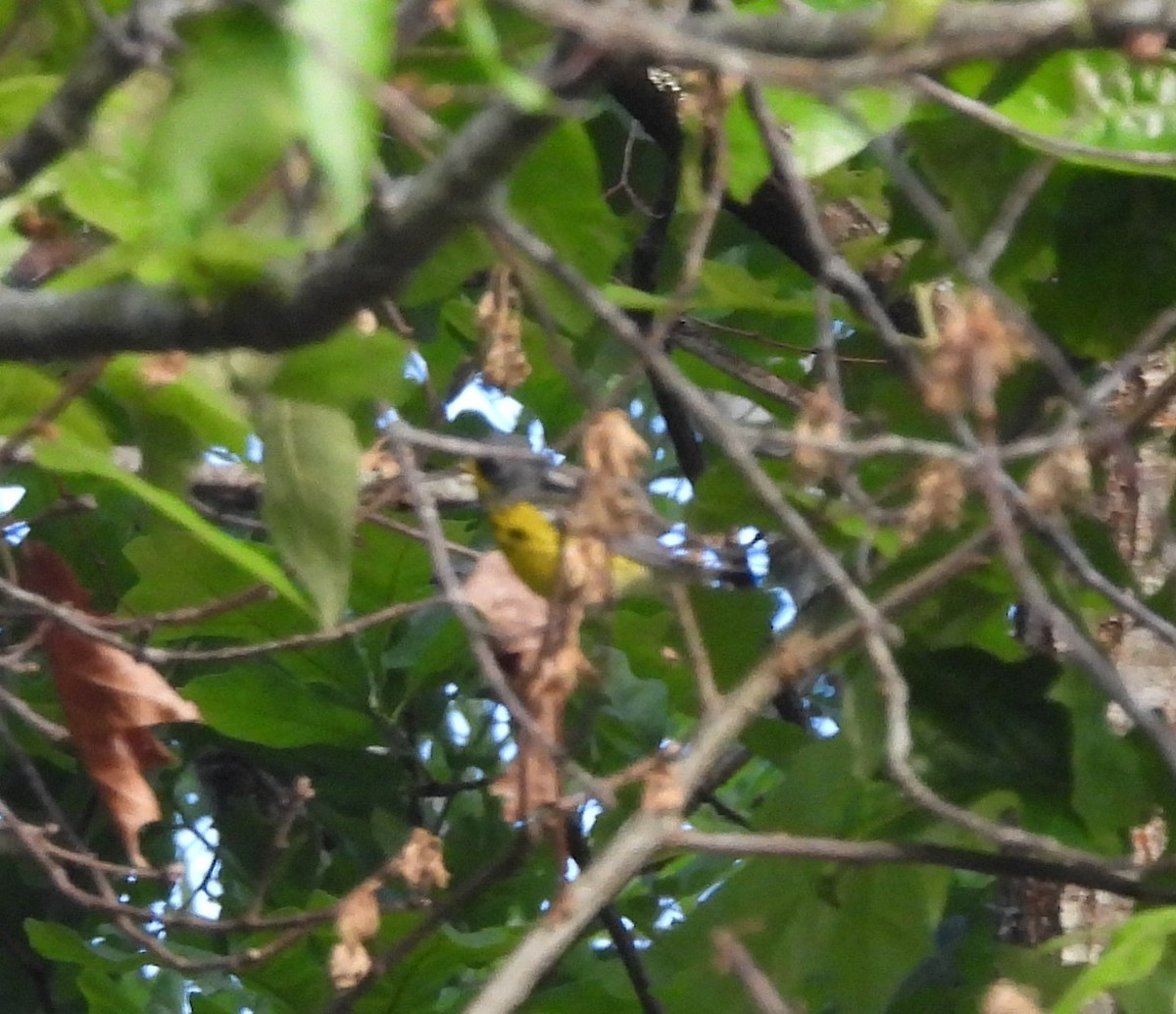 Magnolia Warbler - ML657092876