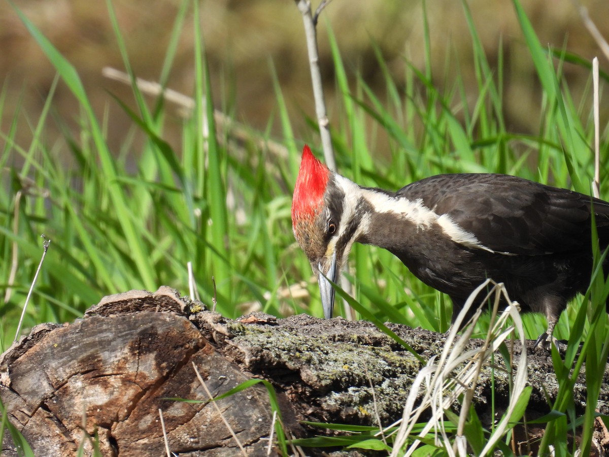 Pileated Woodpecker - ML657092976