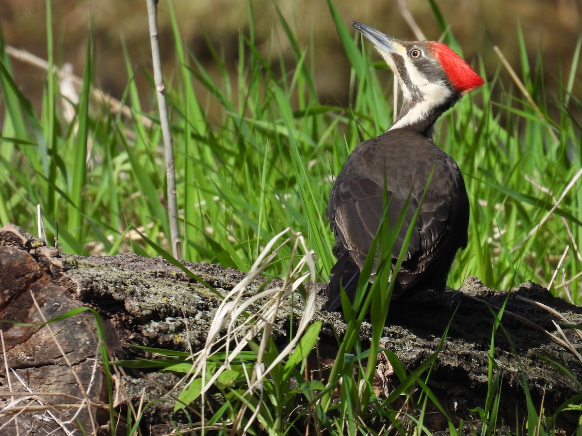 Pileated Woodpecker - ML657092977