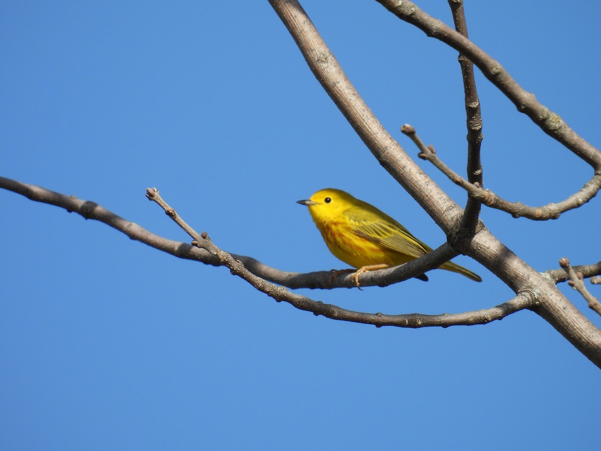 Northern Yellow Warbler - ML657093025