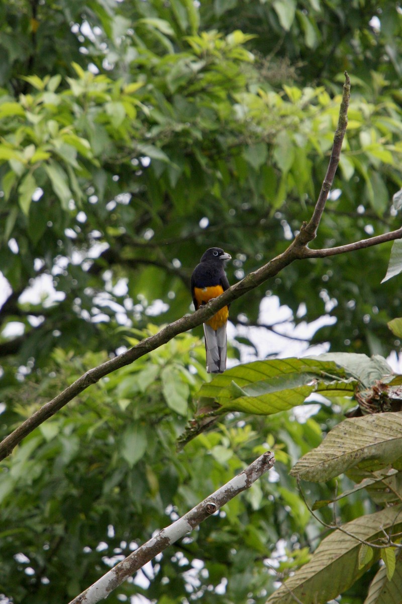 White-tailed Trogon - ML657093142