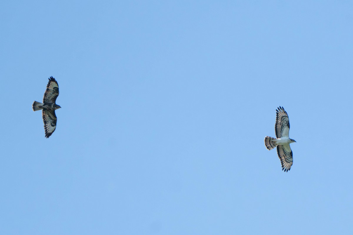 European Honey-buzzard - ML657093319