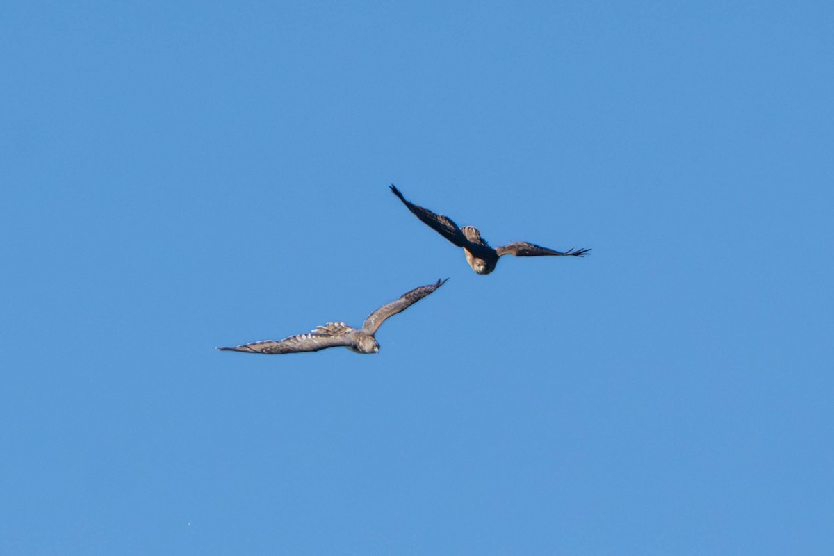 European Honey-buzzard - ML657093320