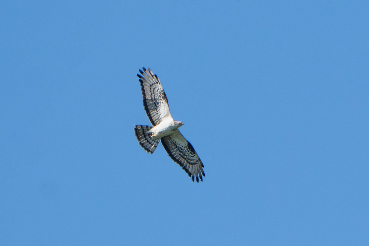 European Honey-buzzard - ML657093321