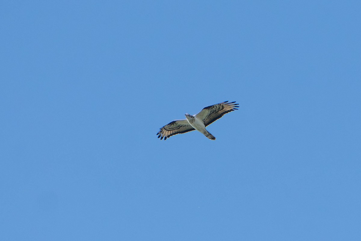 European Honey-buzzard - ML657093372