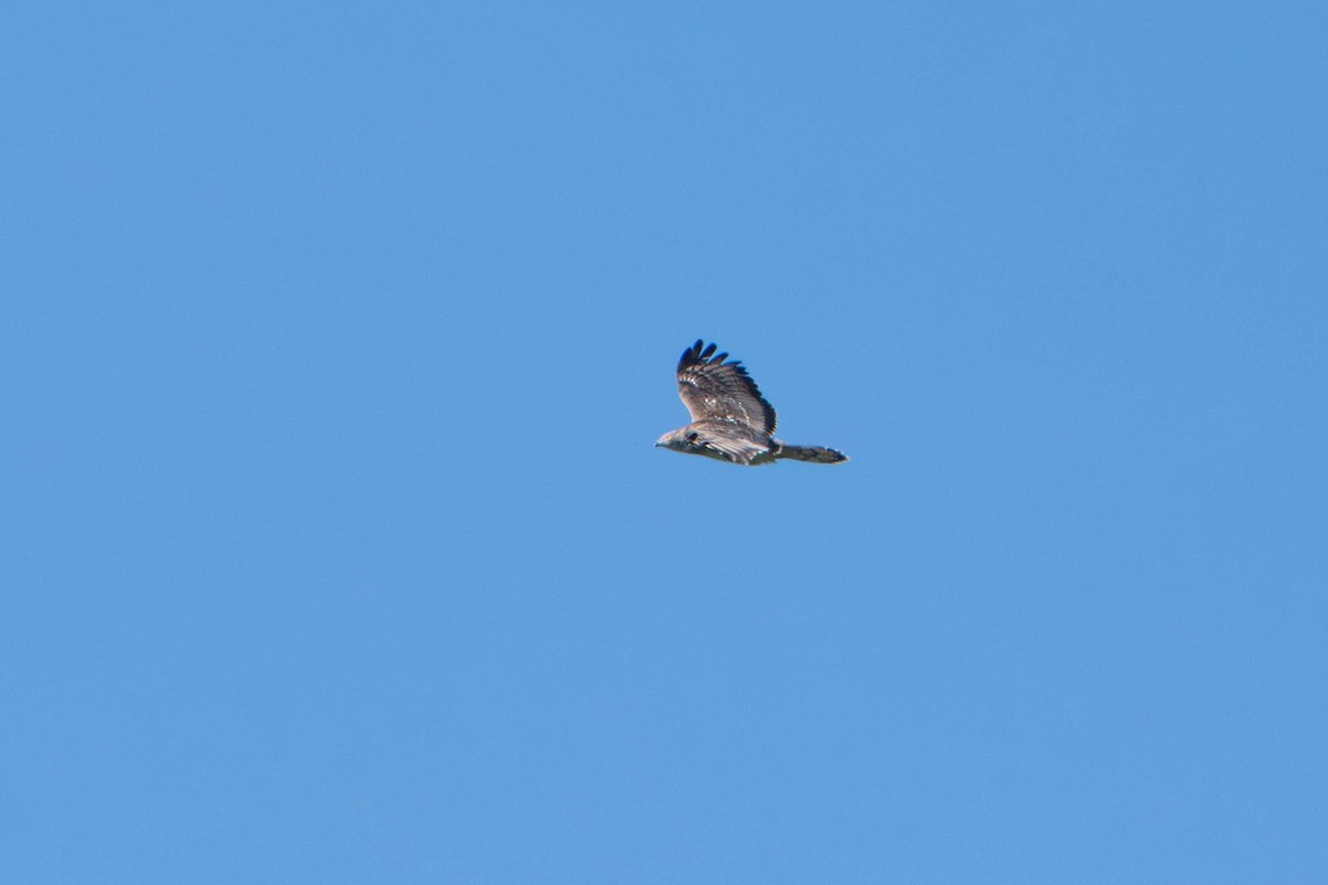 European Honey-buzzard - ML657093373