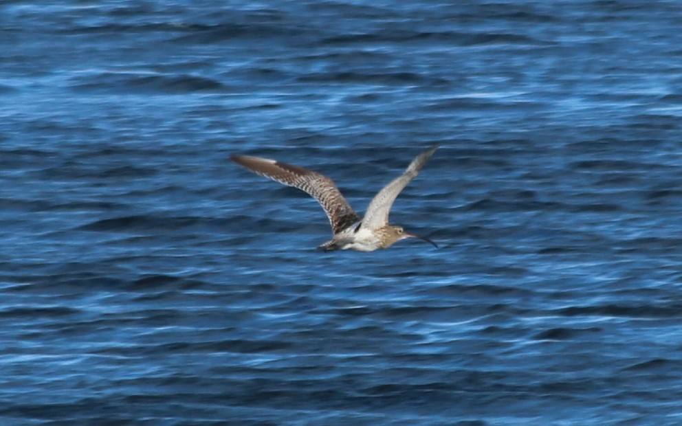 Kurlinta bekainduna - ML657093380