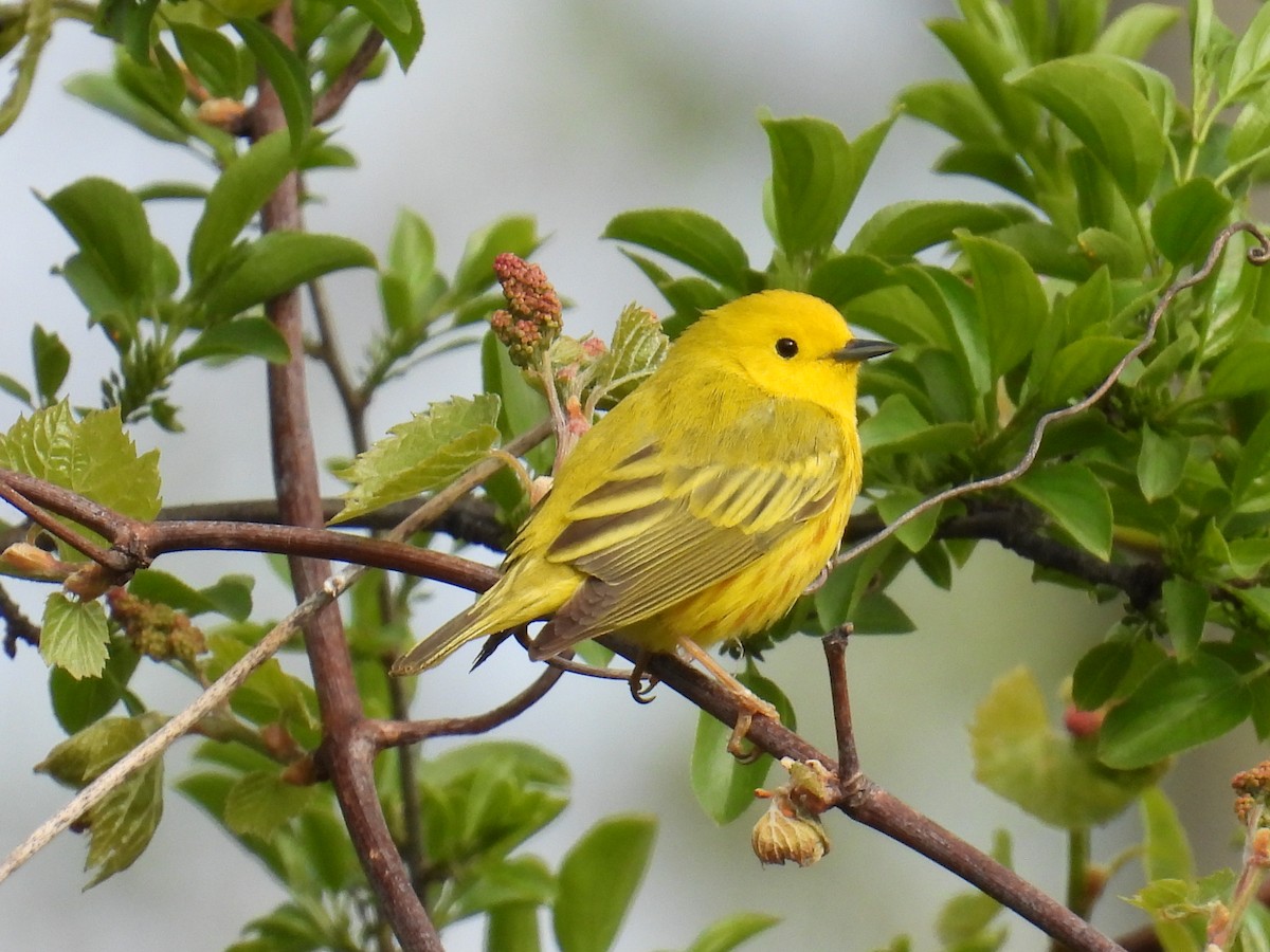 Northern Yellow Warbler - ML657093392