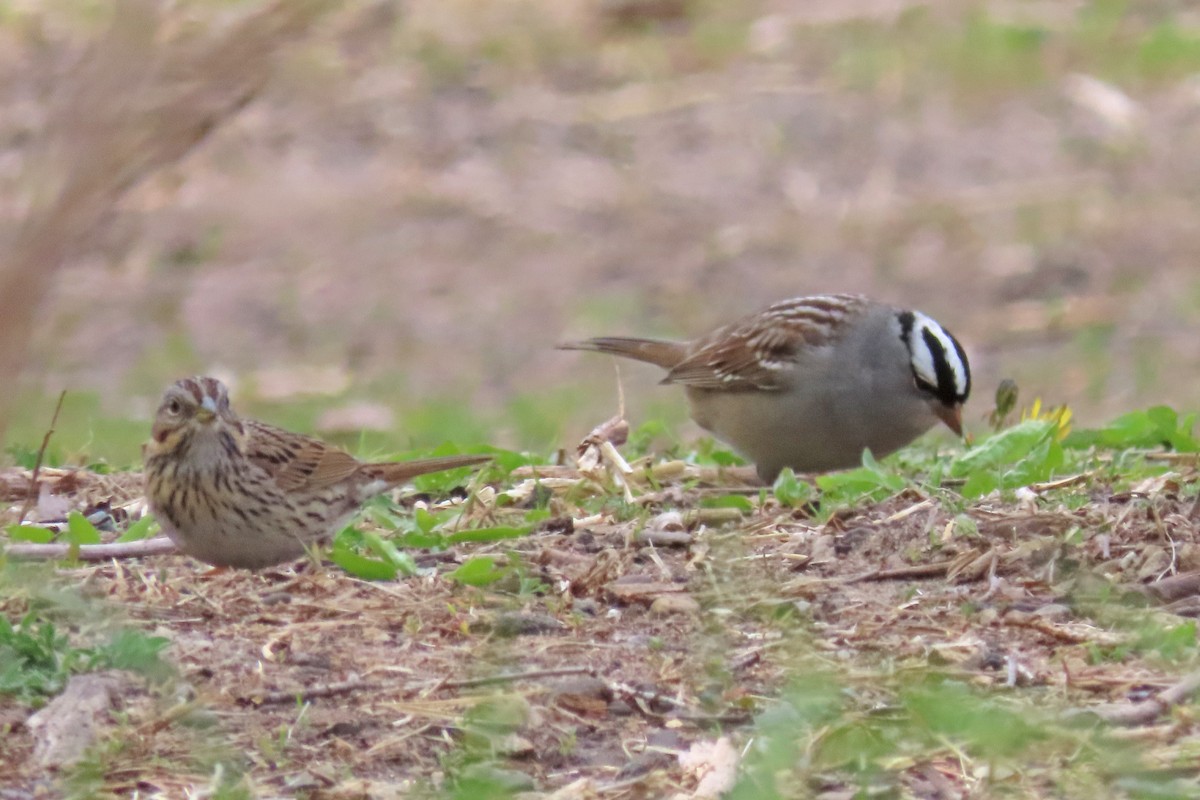 White-crowned Sparrow - ML657093530