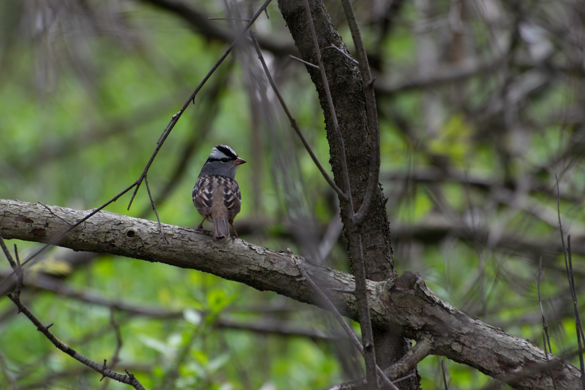 White-crowned Sparrow - ML657093549