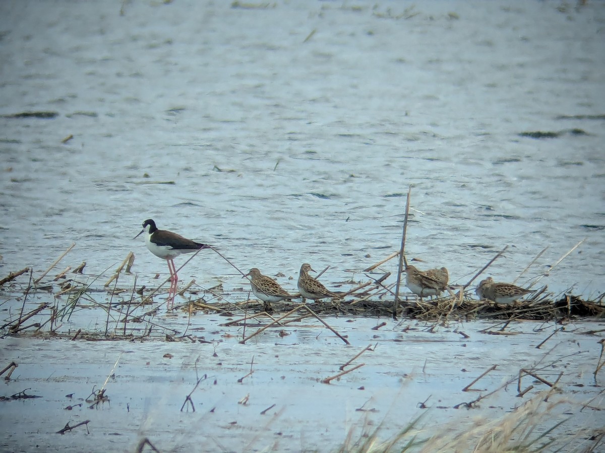Black-necked Stilt - ML657093607