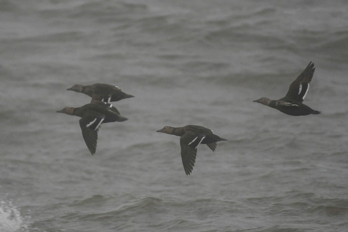 Steller's Eider - ML657093651