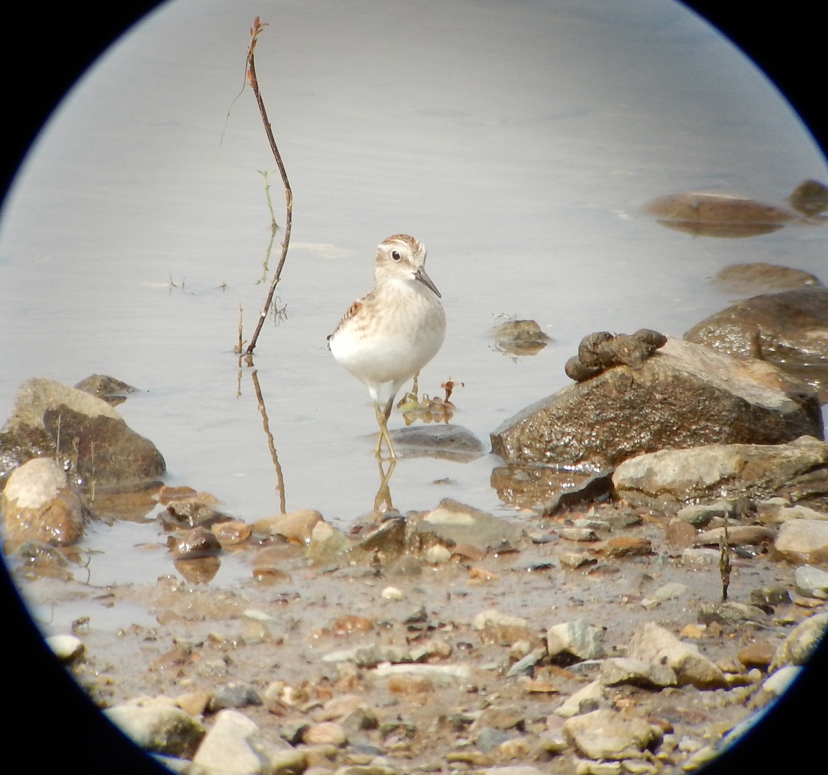 Least Sandpiper - ML65709371