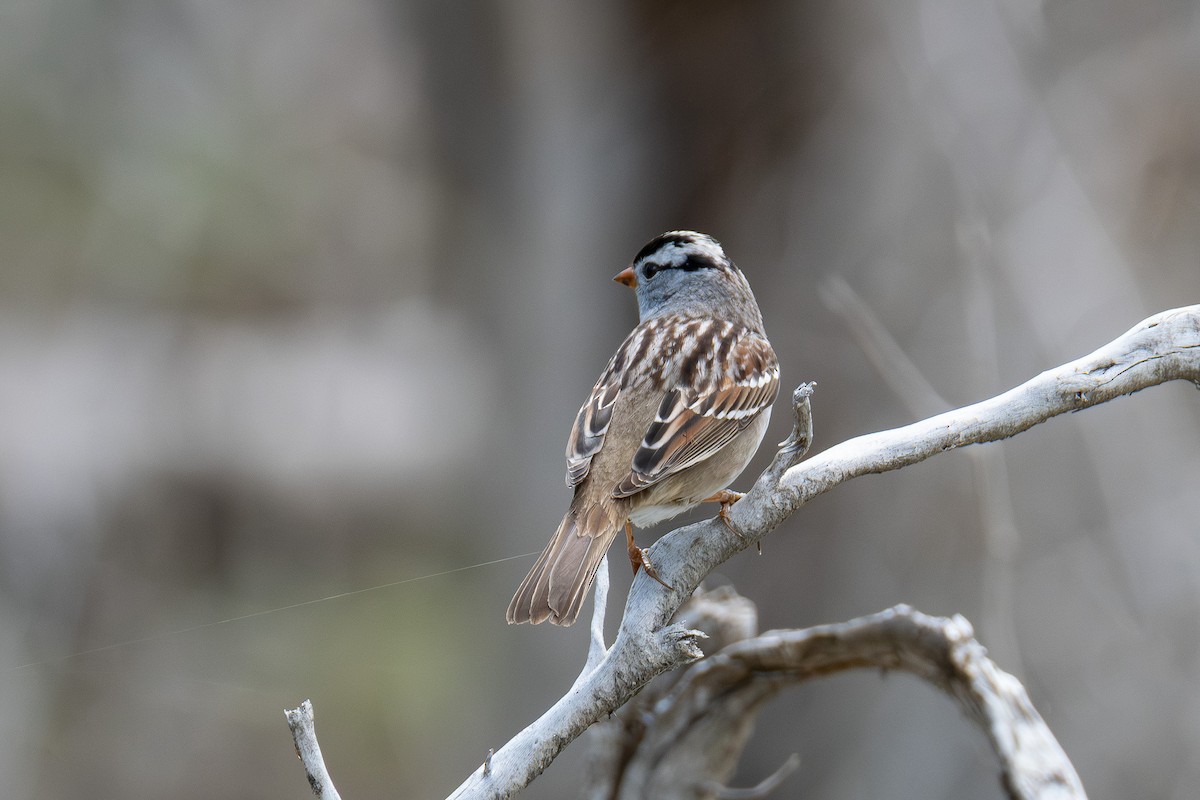 White-crowned Sparrow - ML657094622