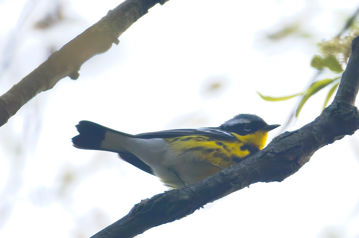 Magnolia Warbler - ML657095152