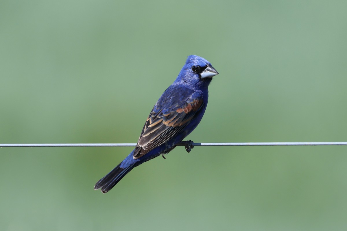 Blue Grosbeak - ML657095305