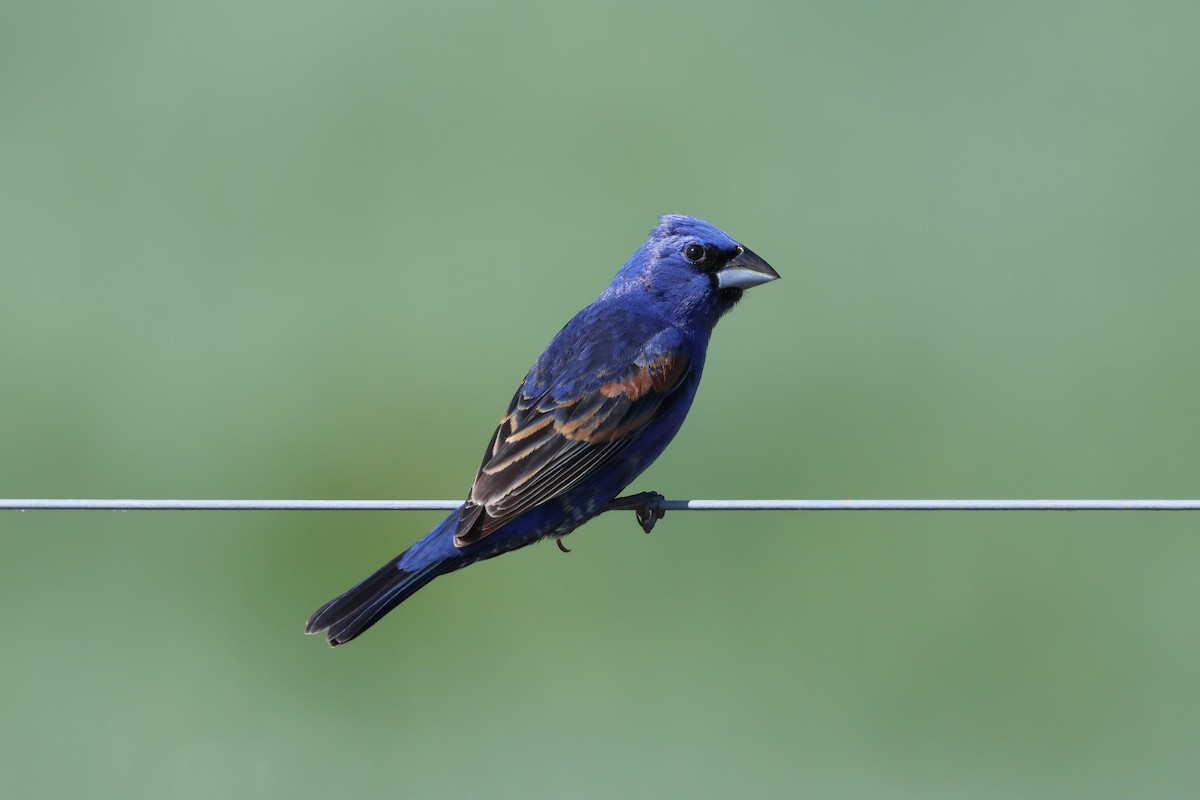 Blue Grosbeak - ML657095306