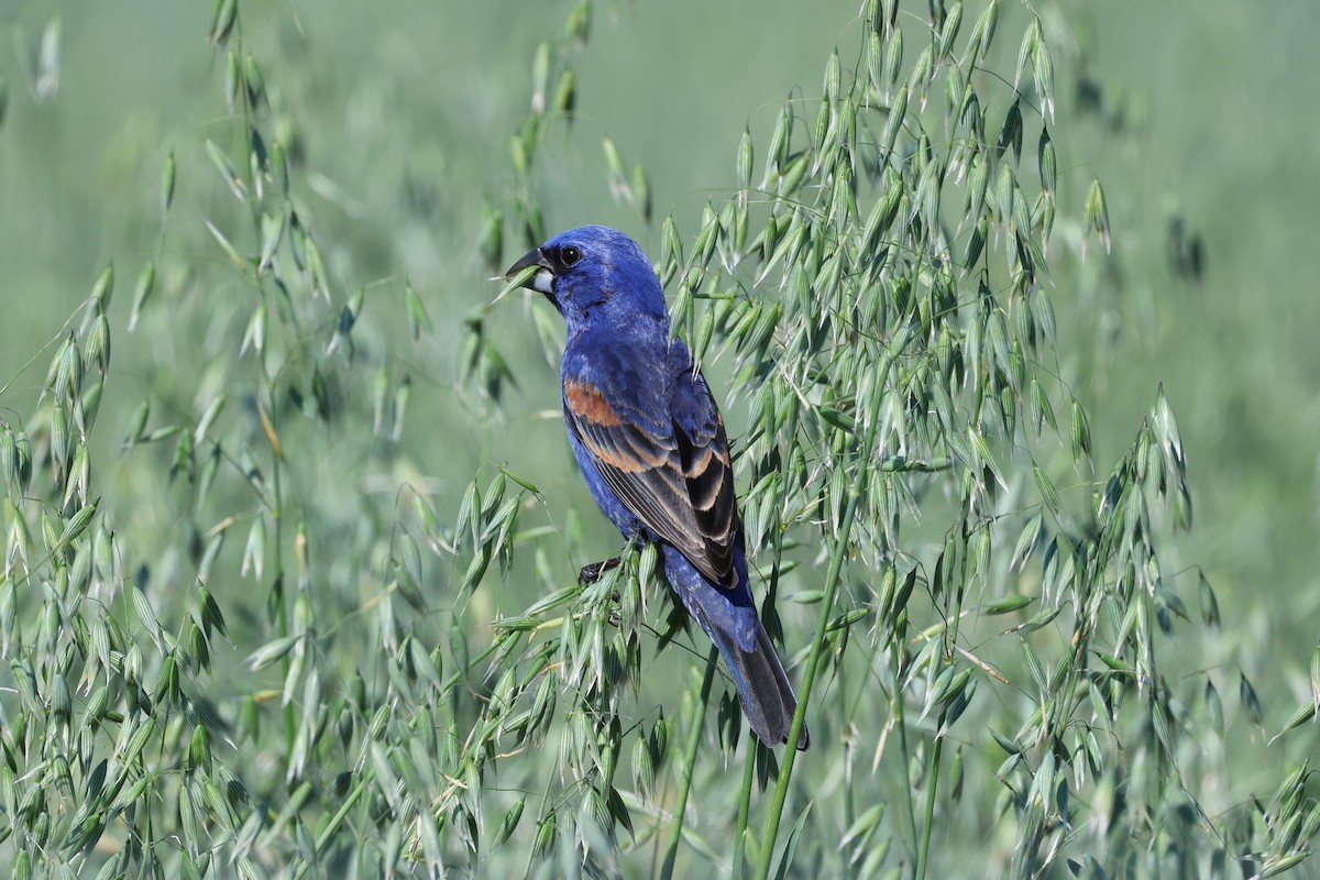 Blue Grosbeak - ML657095307