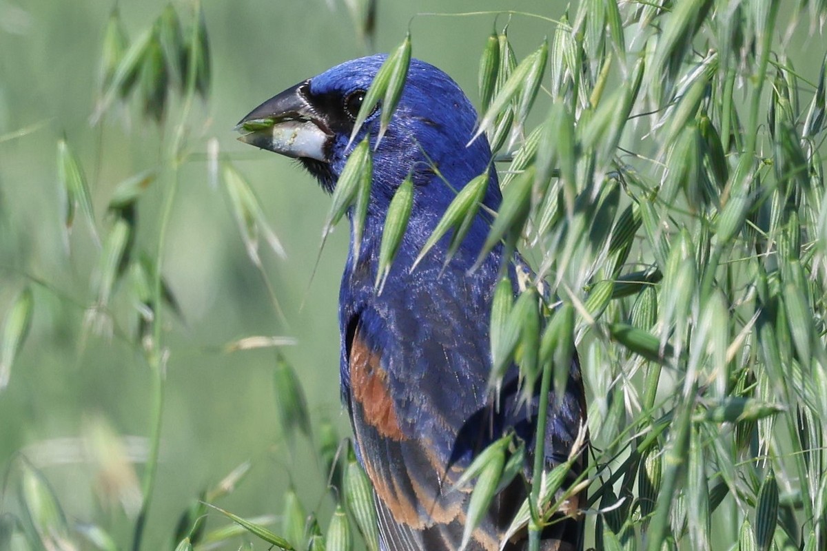 Blue Grosbeak - ML657095308