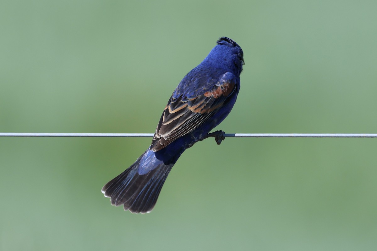 Blue Grosbeak - ML657095309