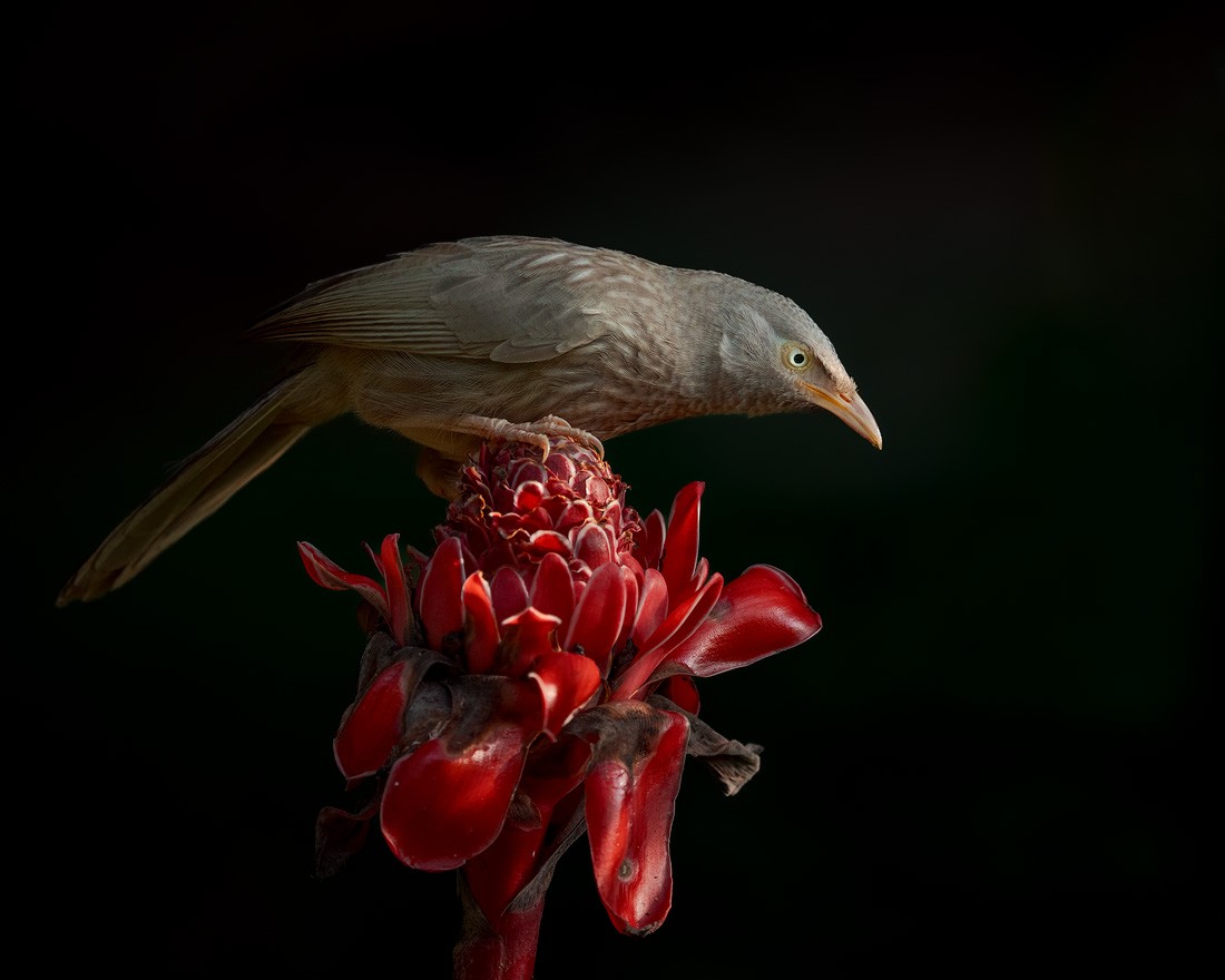 Jungle Babbler - ML657095326