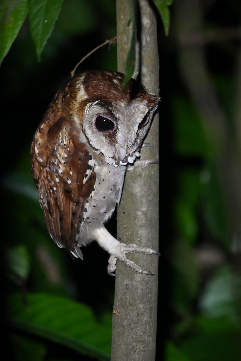 Oriental Bay-Owl - ML657095573