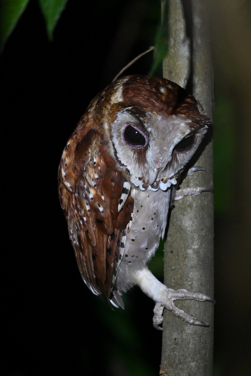 Oriental Bay-Owl - ML657095574