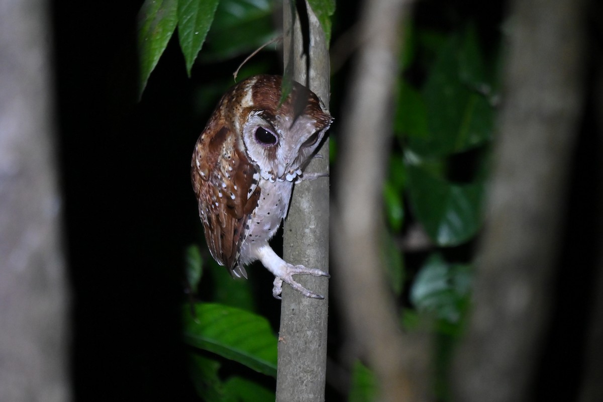 Oriental Bay-Owl - ML657095575