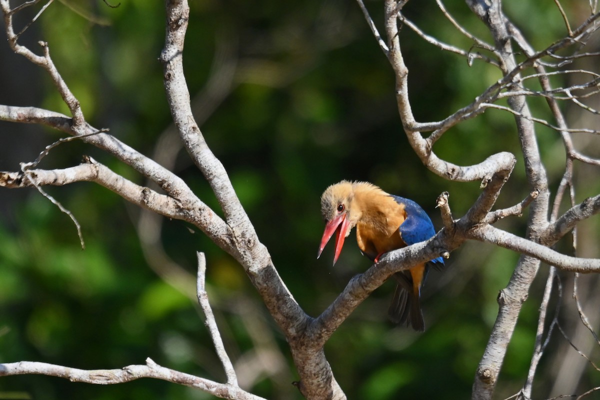 Stork-billed Kingfisher - ML657095689