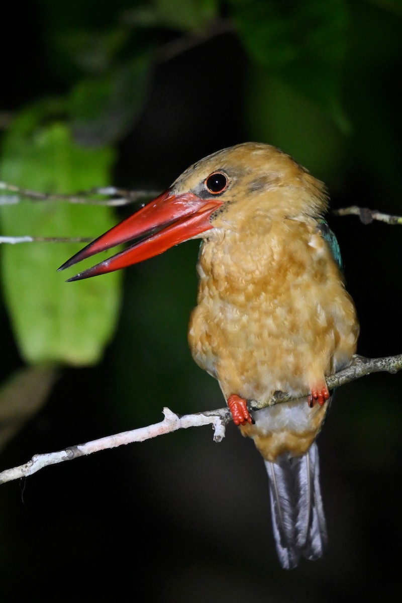 Stork-billed Kingfisher - ML657095690