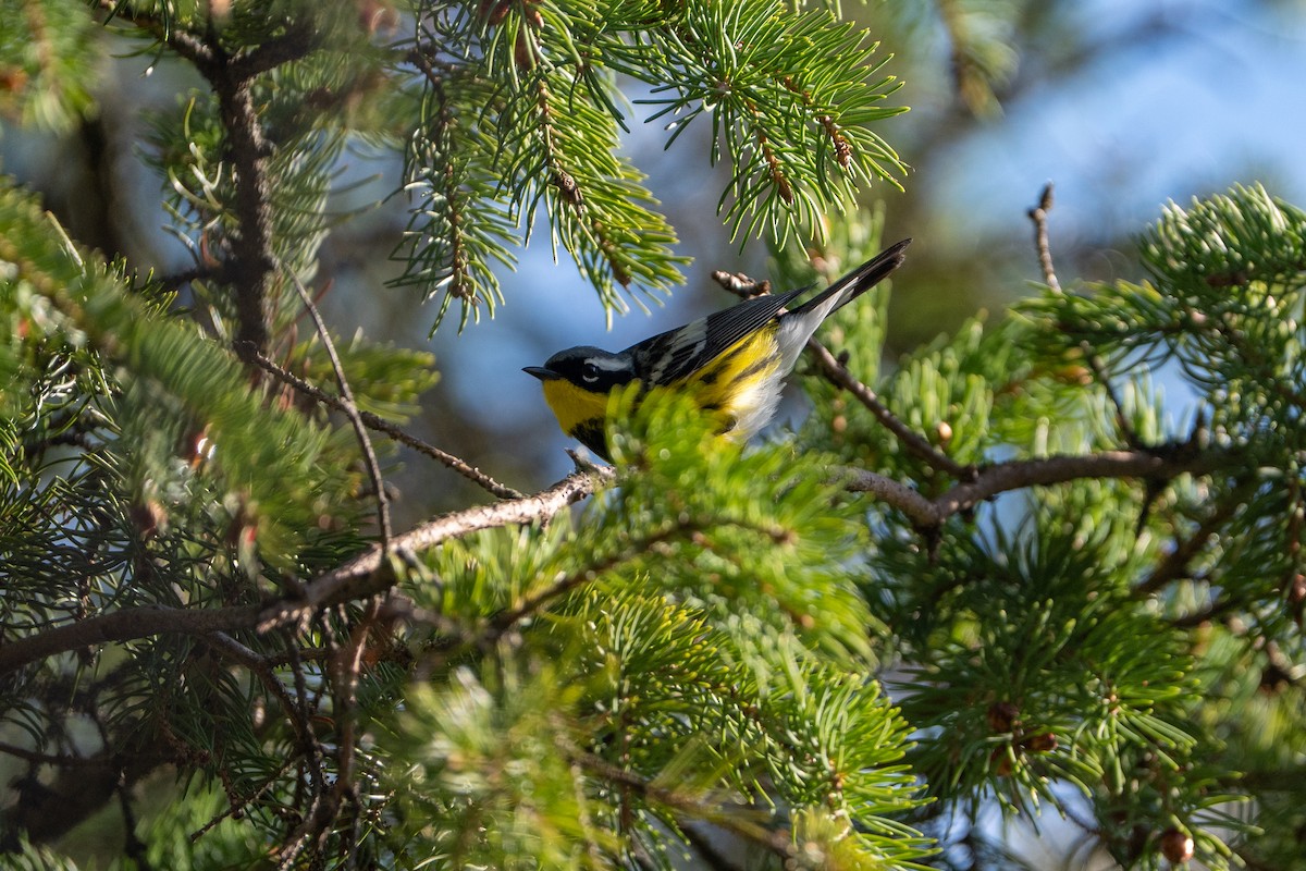 Magnolia Warbler - ML657095913
