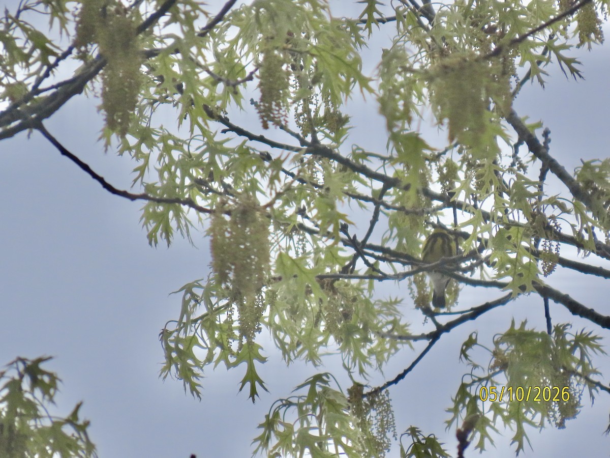 Magnolia Warbler - ML657096545