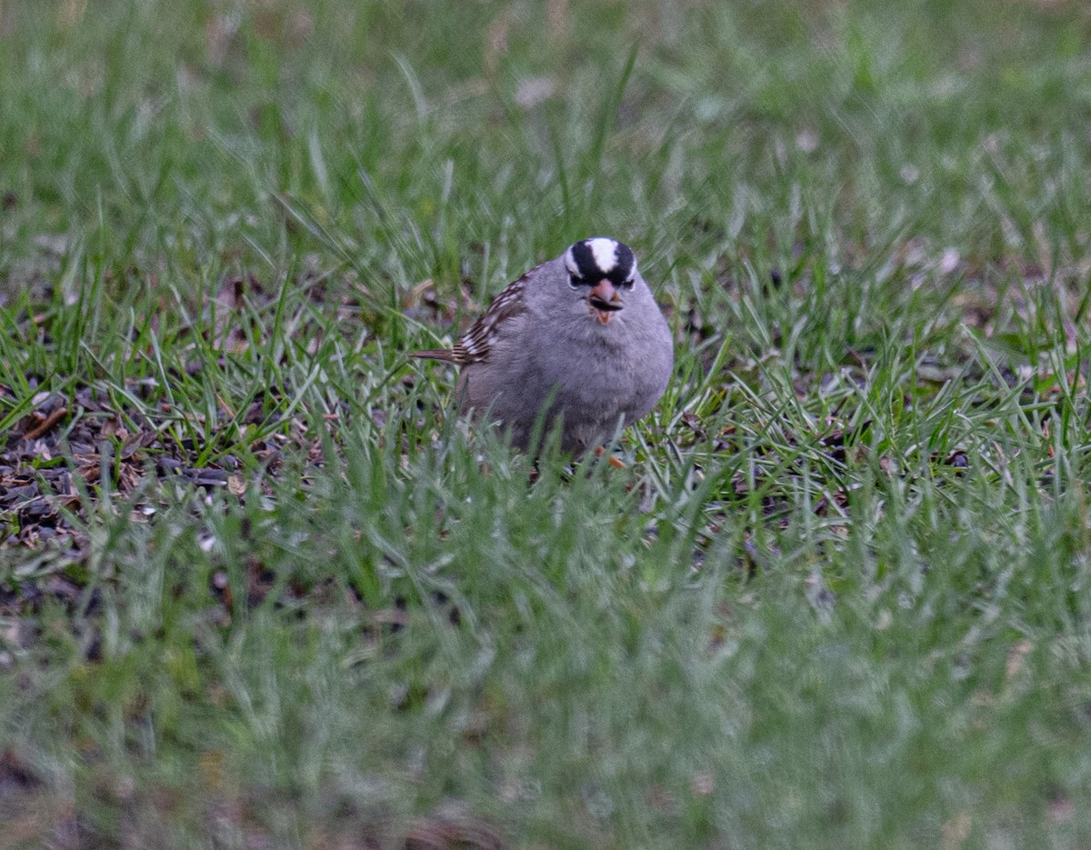 White-crowned Sparrow - ML657096856