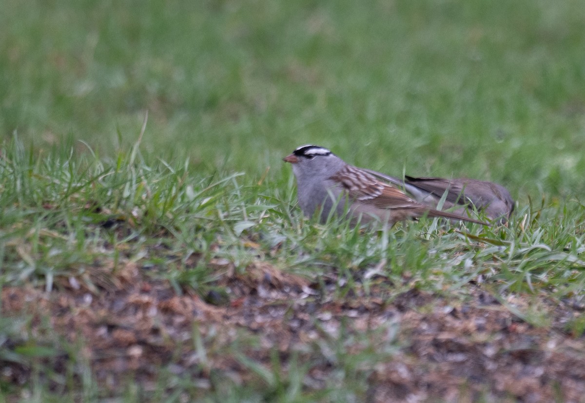 White-crowned Sparrow - ML657096857