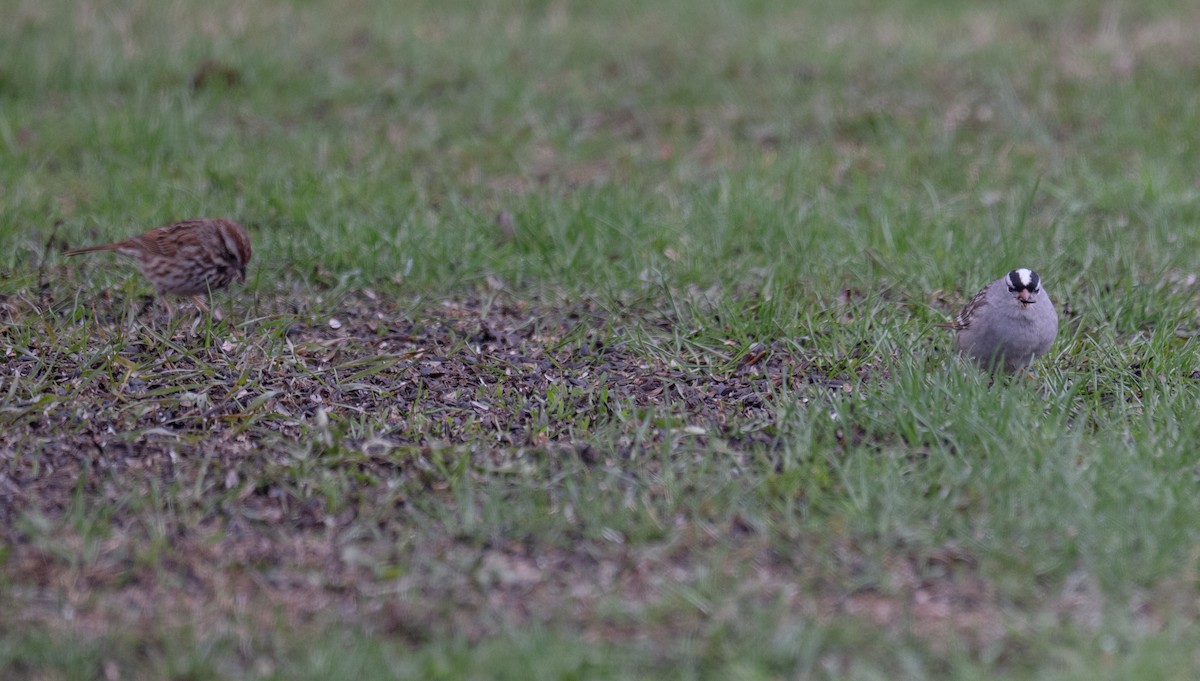 White-crowned Sparrow - ML657096859